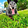 Urlane participe au concours pour gagner de l'argent avec cette photo : animal, architecture, building, canine, dog, field, grass, grassland, green, lawn, nature, outdoors, park, pet, plant, puppy, shelter, summer, tree, vegetation