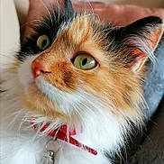 Scarlett a rejoint le concours — aidez-le/la à gagner de superbes lots ! cat, calico, close_up, green_eyes, fluffy, fur, collar, pet, animal, whiskers, ears, nose, indoor, portrait, looking_away, feline, soft_light, domestic_cat, cute, alert