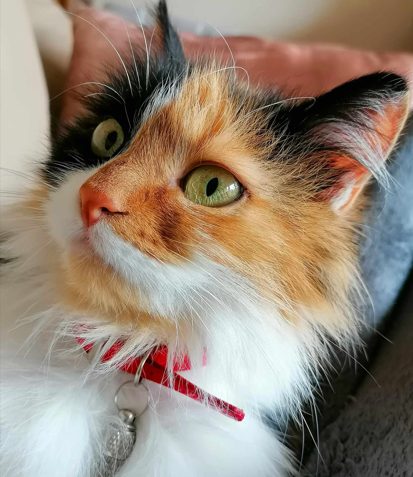 Scarlett a rejoint le concours — aidez-le/la à gagner de superbes lots ! cat, calico, close_up, green_eyes, fluffy, fur, collar, pet, animal, whiskers, ears, nose, indoor, portrait, looking_away, feline, soft_light, domestic_cat, cute, alert