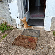 Petit Rouquin a rejoint le concours — aidez-le/la à gagner de superbes lots ! cat, orange_tabby, door, doorway, porch, doormat, stone_floor, plant, white_wall, window, house, outdoor, pet, curtain, tile_floor, refrigerator, indoor, rustic, home, animal