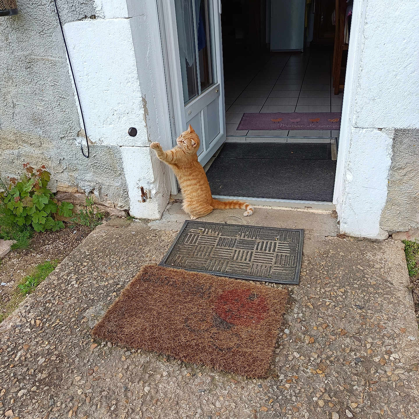 Petit Rouquin a rejoint le concours — aidez-le/la à gagner de superbes lots ! animal, cat, curtain, door, doormat, doorway, home, house, indoor, orange_tabby, outdoor, pet, plant, porch, refrigerator, rustic, stone_floor, tile_floor, white_wall, window