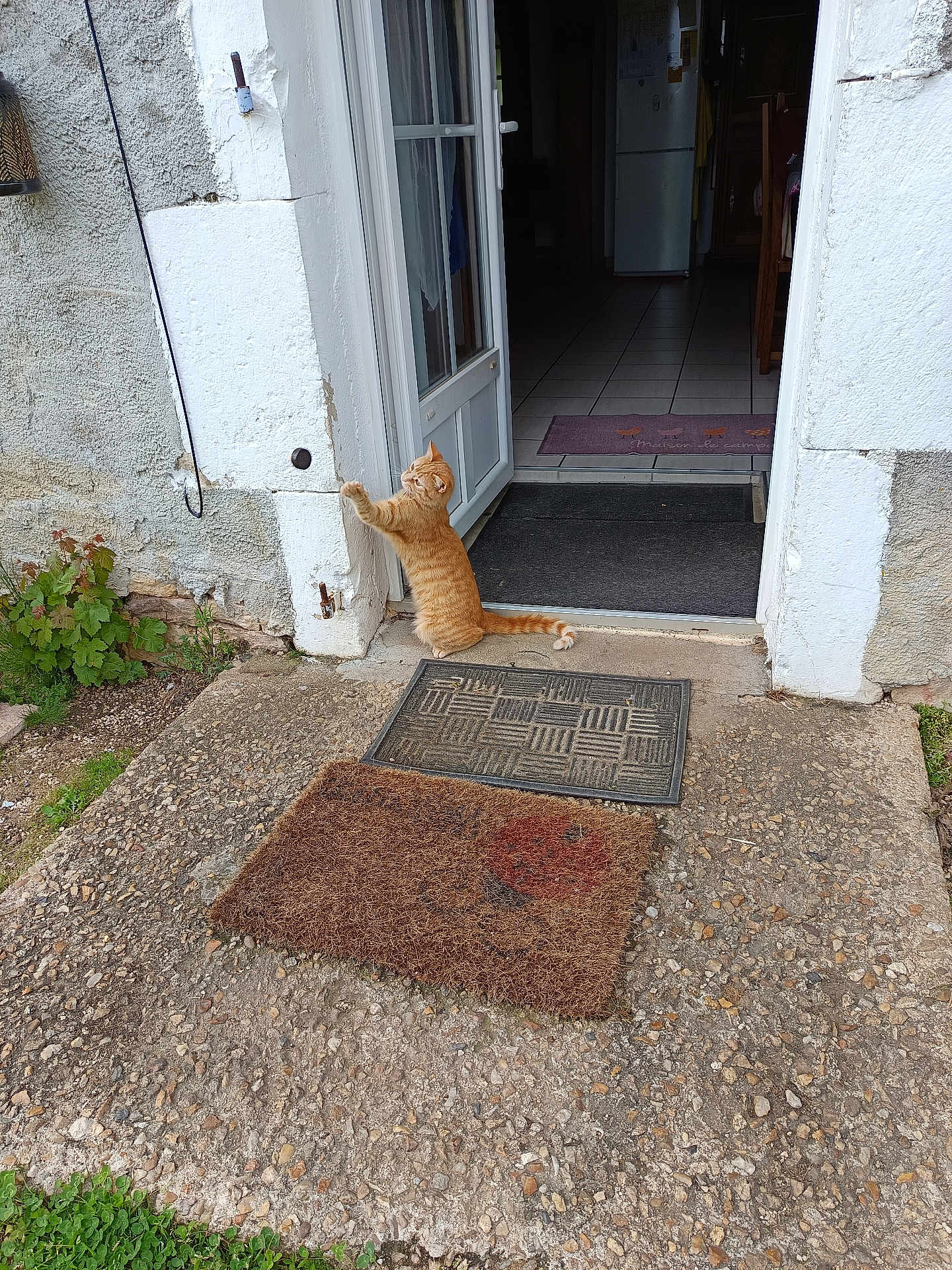 Petit Rouquin a rejoint le concours — aidez-le/la à gagner de superbes lots ! cat, orange_tabby, door, doorway, porch, doormat, stone_floor, plant, white_wall, window, house, outdoor, pet, curtain, tile_floor, refrigerator, indoor, rustic, home, animal