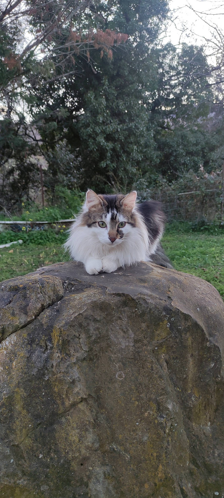 Aldo a rejoint le concours — aidez-le/la à gagner de superbes lots ! british_longhair, carnivore, cat, fawn, felidae, fur, grass, plant, sitting, small_to_medium_sized_cats, snout, tail, terrestrial_animal, tree, whiskers, wildlife, wood