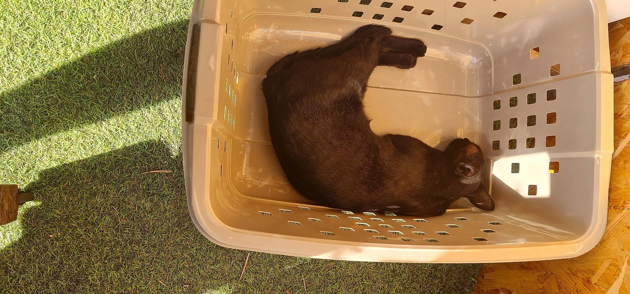 Diavola participe au concours pour gagner de l'argent avec cette photo : california_sea_lion, canidae, carnivore, cat_supply, comfort, dog_breed, felidae, fur, liver, marine_mammal, mustelidae, pet_supply, rectangle, seal, small_to_medium_sized_cats, snout, sporting_group, tail, terrestrial_animal, whiskers