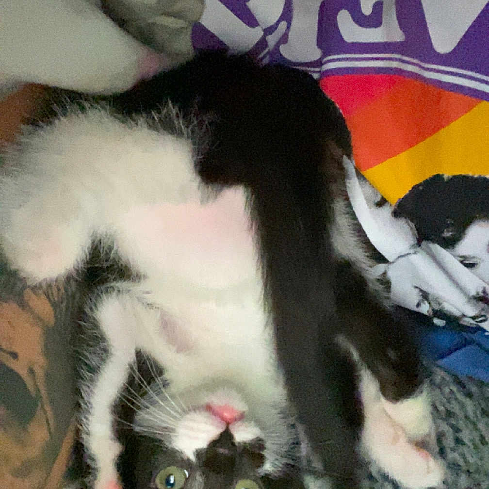 Tinker Bell is registered to the contest to win money with this photo: black_and_white, blanket, cat, close_up, clothing, curious, cute, green_eyes, human_arm, indoor, kitten, knitted, paws, pet, pink_paws, playful, purple_shirt, resting, tattoo, upside_down