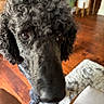Qt joined the competition — help win amazing prizes! dog, poodle, curly_hair, close_up, indoor, wooden_floor, rug, plant, cozy, pet, animal, brown_floor, furniture, curious, looking_up, domestic, household, companion, portrait, fur