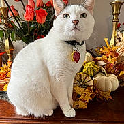 Qt joined the competition — help win amazing prizes! cat, white_cat, pet, animal, autumn, pumpkins, leaves, roses, flowers, decor, candle_holder, wooden_surface, indoor, collar, tag, fall, still_life, closeup, sitting, green_eyes