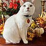 cat, white_cat, pet, animal, autumn, pumpkins, leaves, roses, flowers, decor, candle_holder, wooden_surface, indoor, collar, tag, fall, still_life, closeup, sitting, green_eyes