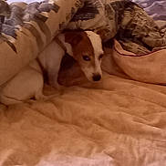 Nala participe au concours pour gagner de l'argent avec cette photo : animal, beagle, bed, bedroom, blanket, canine, couch, cushion, dog, furniture, homedecor, hound, husky, indoors, linen, pet, pointer, puppy, quilt, room