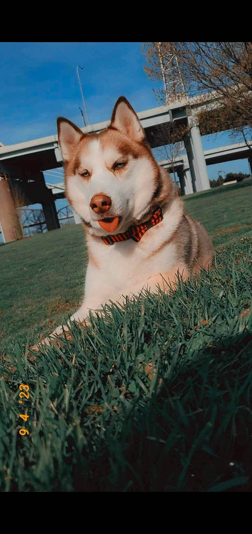 Malakai joined the competition — help win amazing prizes! carnivore, collar, companion_dog, dog, dog_breed, fang, fawn, felidae, fur, grass, jaw, plant, sky, small_to_medium_sized_cats, snout, sporting_group, tail, tree, whiskers, working_animal