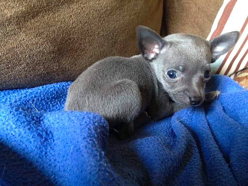 Momo joined the competition — help win amazing prizes! canidae, carnivore, comfort, companion_dog, dog, dog_breed, ear, electric_blue, felidae, fur, grey, paw, snout, terrestrial_animal, toy_dog, whiskers