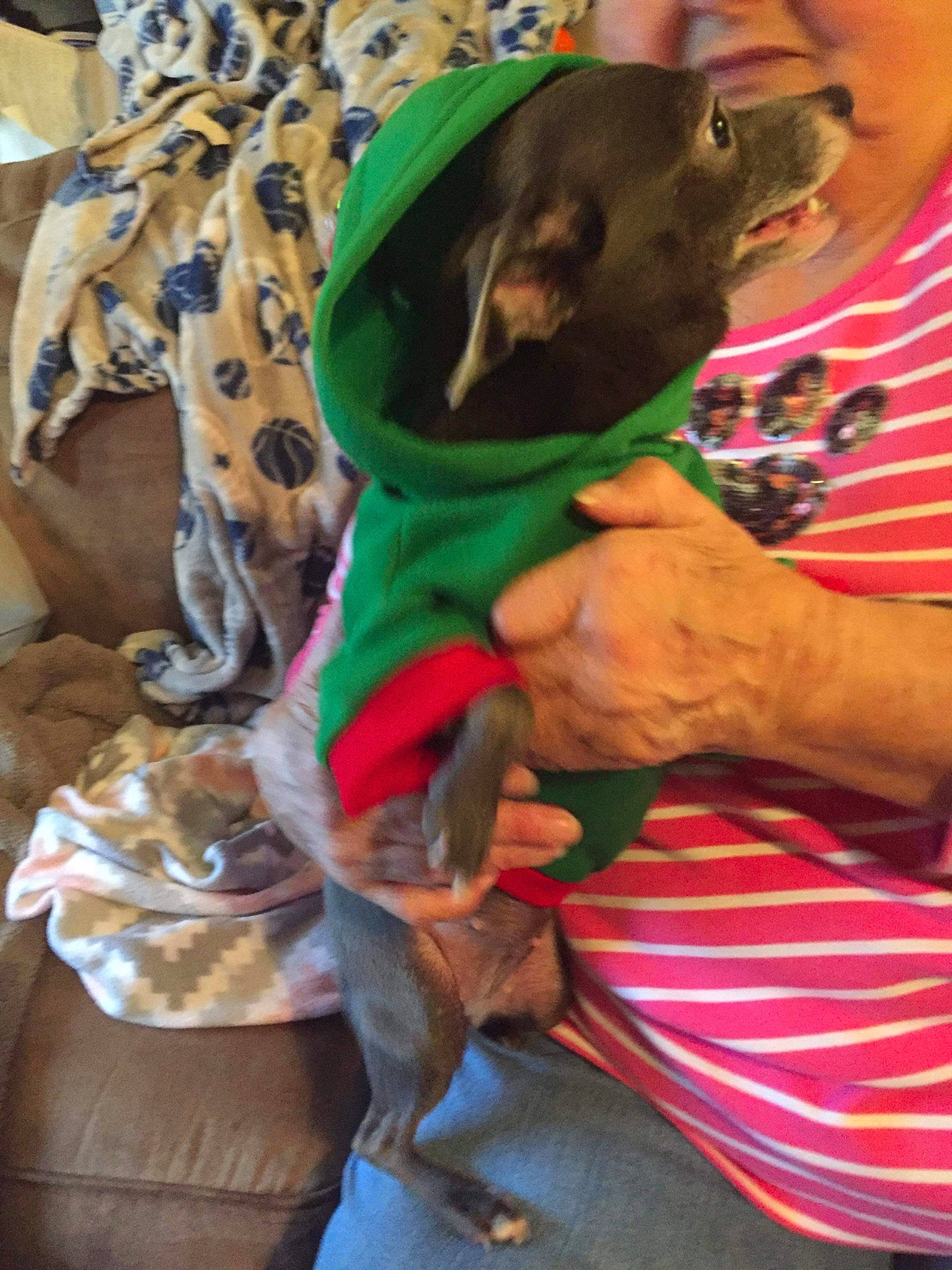 Momo is registered to the contest to win money with this photo: adventure, canidae, carnivore, collar, comfort, companion_dog, dog, dog_breed, dog_clothes, dog_supply, fawn, fur, hat, linens, pet_supply, sleeve, sporting_group, t_shirt, toy_dog, working_animal