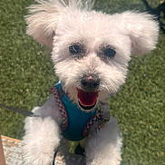 Bubbles joined the competition — help win amazing prizes! dog, puppy, white_fur, fluffy, small_dog, portrait, close_up, happy, smiling, open_mouth, outdoor, grass, harness, leash, front_paws, standing, pet, companion_animal, green_background, sunlight