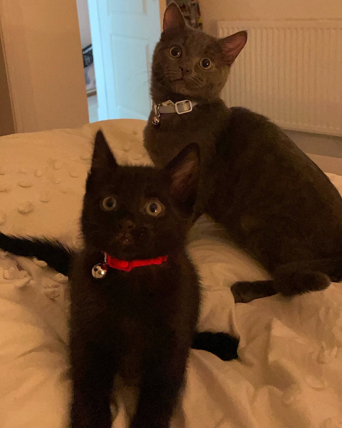 Ivan And Nero is registered to the contest to win money with this photo: black_cat, bombay, carnivore, cat, cat_supply, chartreux, claw, comfort, domestic_short_haired_cat, fawn, felidae, fur, grey, korat, paw, room, small_to_medium_sized_cats, snout, tail, whiskers