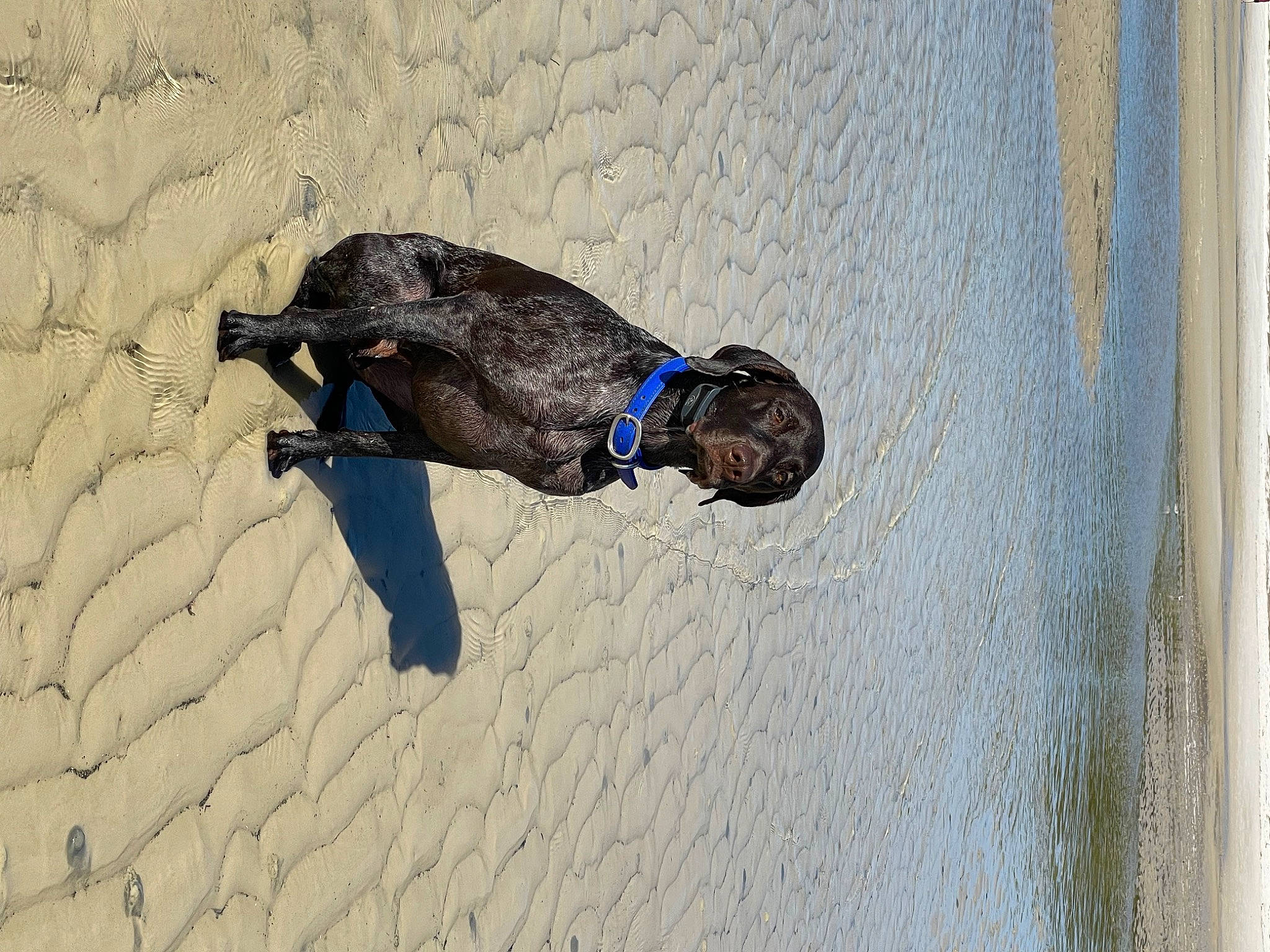 Mattis is registered to the contest to win money with this photo: asphalt, beak, canidae, carnivore, dog, dog_breed, electric_blue, fashion_accessory, grey, leash, personal_protective_equipment, recreation, road_surface, shadow, snout, sporting_group, tail, wall, water, wood