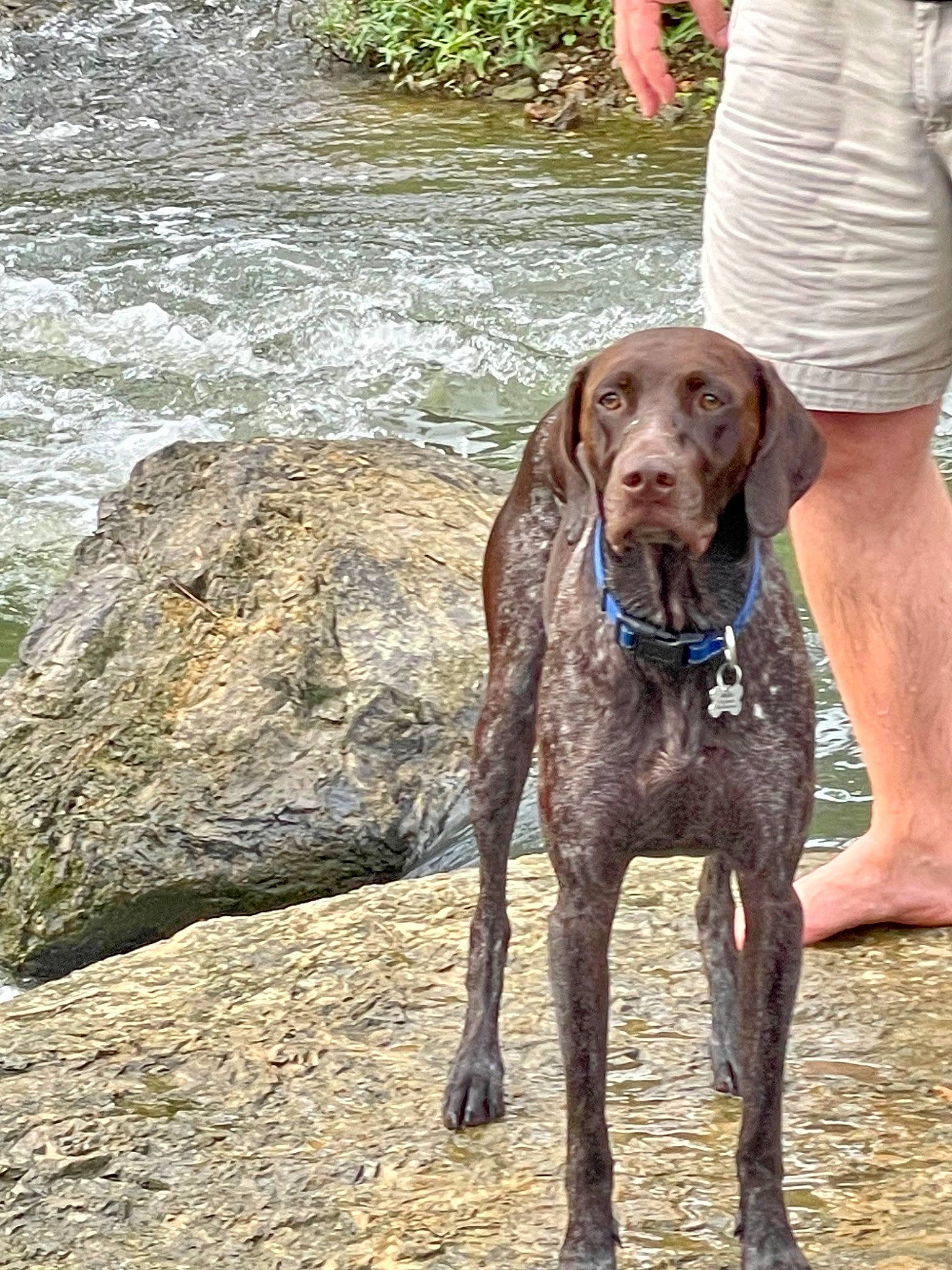 Mattis is registered to the contest to win money with this photo: canidae, carnivore, collar, companion_dog, dog, dog_breed, dog_collar, dog_hiking, dog_supply, fawn, gun_dog, lake, leash, liver, pet_supply, sporting_group, terrestrial_animal, water, wood, working_animal
