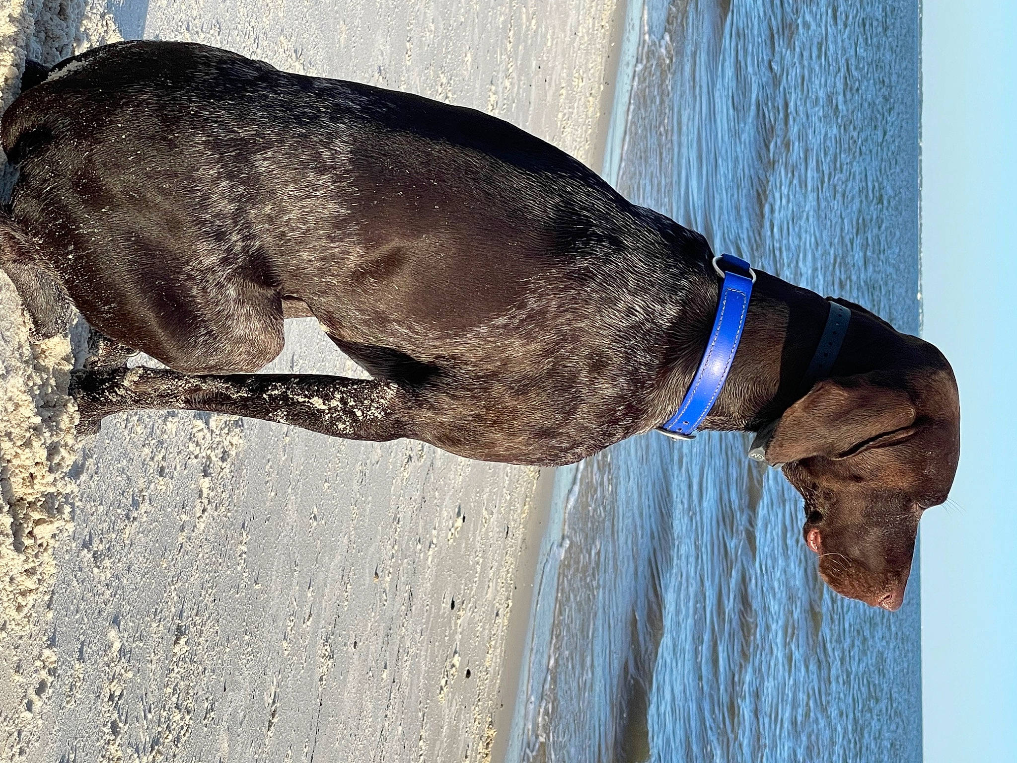 Mattis joined the competition — help win amazing prizes! canidae, carnivore, collar, dog, dog_breed, dog_collar, electric_blue, fashion_accessory, fawn, fur, leash, liver, pet_supply, snout, sporting_group, tail, terrestrial_animal, water, wood, working_animal