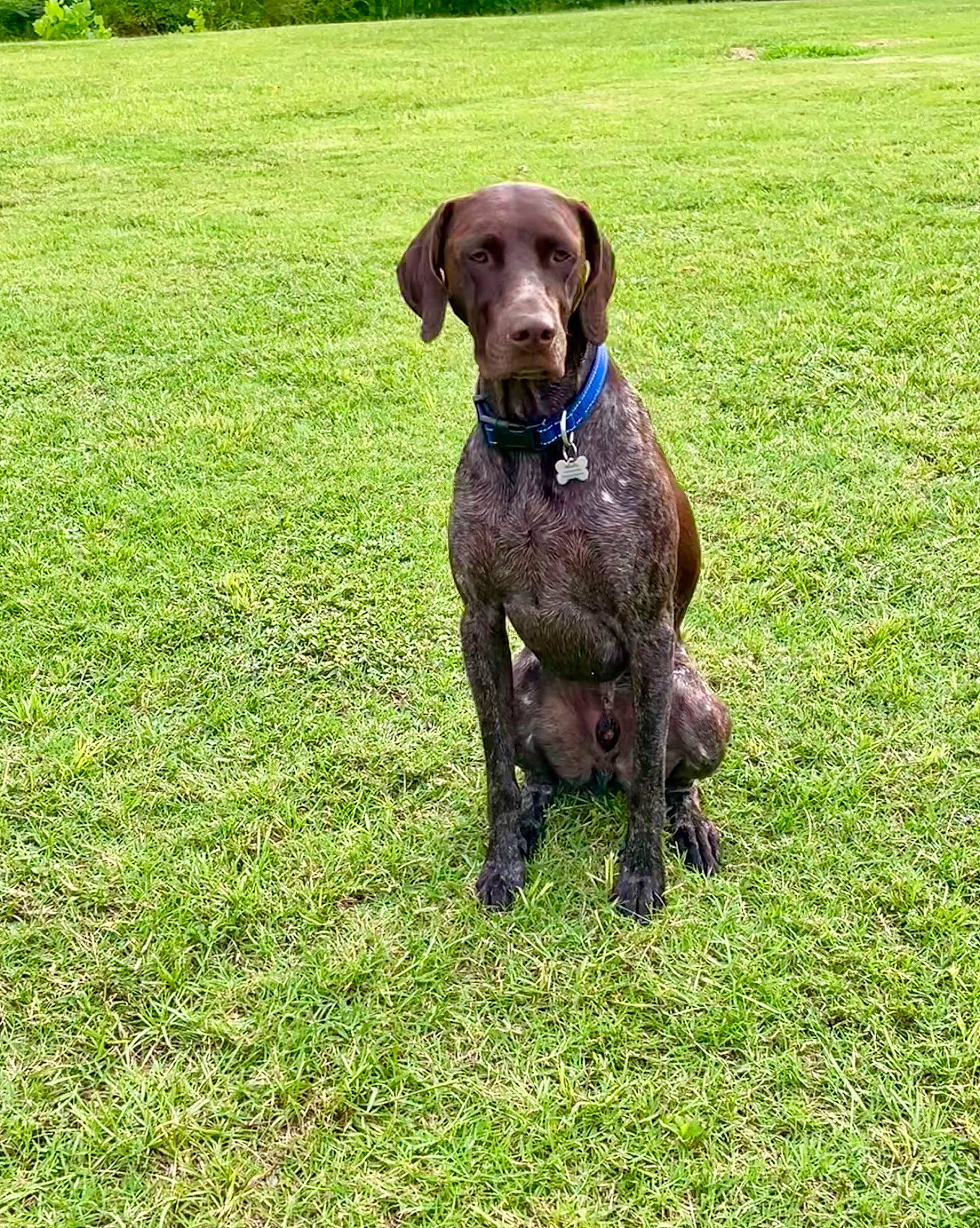 Mattis joined the competition — help win amazing prizes! borador, canidae, carnivore, collar, companion_dog, dog, dog_breed, dog_collar, fawn, grass, grassland, groundcover, gun_dog, liver, pasture, plant, sporting_group, tail, terrestrial_animal, working_animal