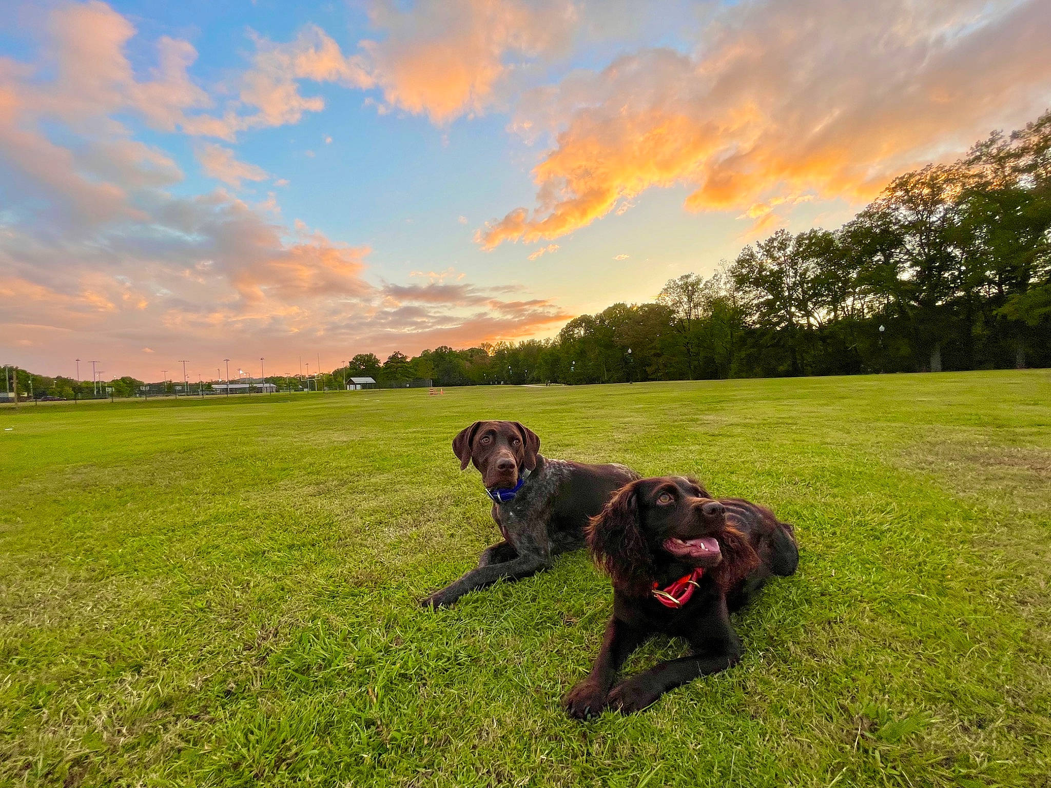 Molly is registered to the contest to win money with this photo: carnivore, cloud, companion_dog, dog, dog_breed, field, flash_photography, grass, grassland, gun_dog, happy, landscape, lawn, meadow, natural_landscape, people_in_nature, plant, prairie, sky, tree