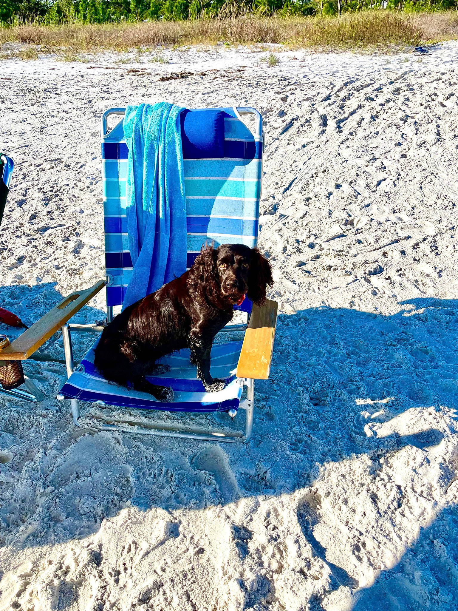 Molly is registered to the contest to win money with this photo: animal_sports, blue, canidae, carnivore, companion_dog, dog, dog_breed, dog_sports, dog_supply, electric_blue, fashion_accessory, fun, leash, leisure, pet_supply, plant, recreation, soil, sporting_group, working_animal