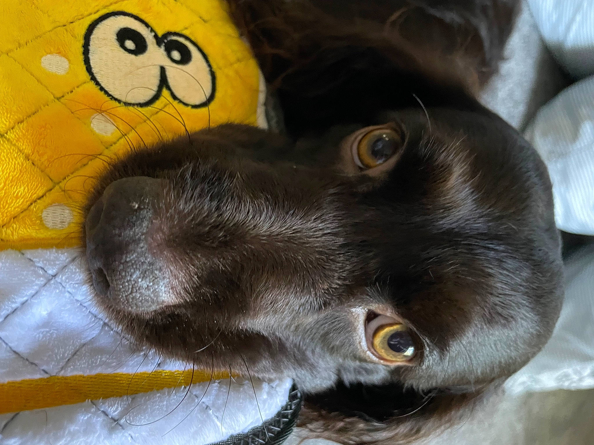 Molly joined the competition — help win amazing prizes! canidae, carnivore, comfort, companion_dog, dog, dog_breed, ear, fawn, felidae, fur, gadget, grey, liver, paw, plush, snout, sporting_group, stuffed_toy, whiskers, working_animal