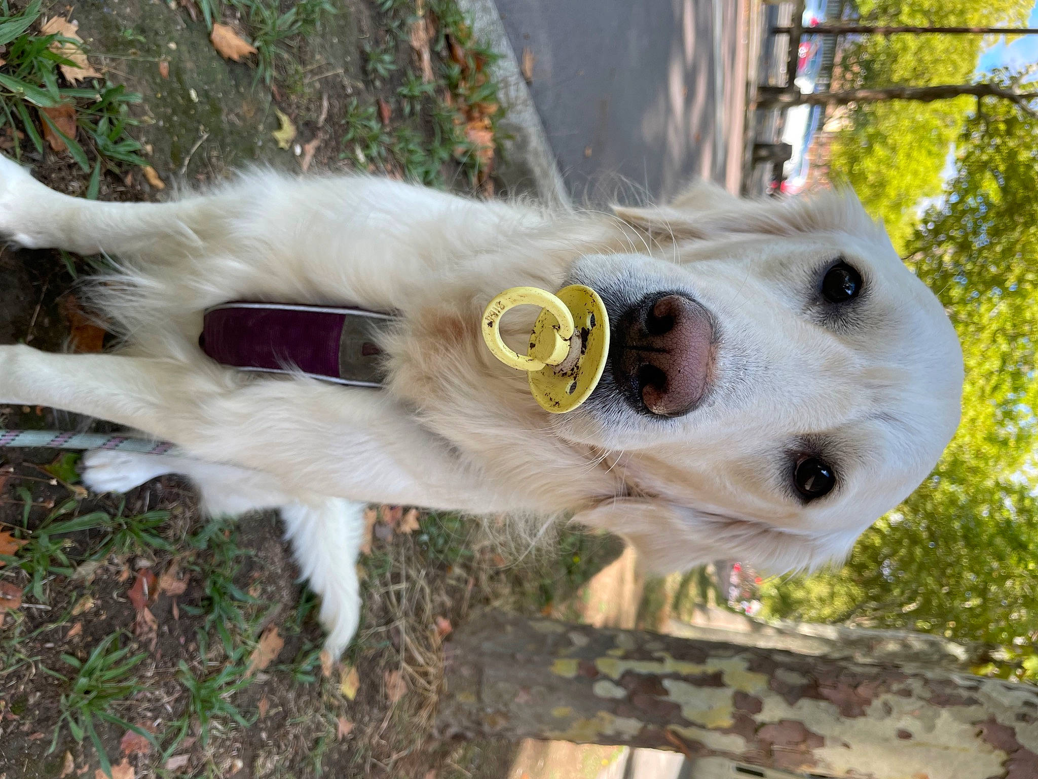 River participe au concours pour gagner de l'argent avec cette photo : canidae, carnivore, collar, companion_dog, dog, dog_breed, fawn, felidae, fence, fur, goats, grass, plant, snout, sporting_group, tree, whiskers, wildlife, wood, working_animal