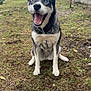 animal, blue_eyes, canine, collar, dog, domestic_animal, ears, fence, fur, grass, happy, husky, mammal, nature, outdoor, pet, portrait, sitting, smiling, yard