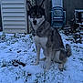 Blue participe au concours pour gagner de l'argent avec cette photo : animal, backyard, blue_eyes, canine, chair, cold, collar, dog, fur, grass, husky, mammal, nature, outdoor, pet, portrait, shed, sitting, snow, winter