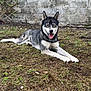 animal, canine, collar, concrete_wall, dog, ears_up, friendly, fur, grass, ground, happy, husky, laying_down, muzzle, nature, outdoor, pet, plants, resting, tongue_out
