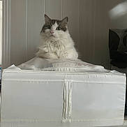 Plume participe au concours pour gagner de l'argent avec cette photo : animal, cat, curious, domestic, drawer, ears, eyes, face, feline, fluffy, fur, furniture, home, indoor, looking, pet, quiet, sitting, storage_box, white_cat