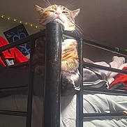 Rosie is registered to the contest to win money with this photo: cat, orange_cat, white_cat, feline, pet, animal, sleepy, face, whiskers, pink_nose, ears, fur, striped_fur, bunk_bed, bedroom, bed_rail, bedding, fairy_lights, indoor, portrait