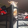 cat, orange_cat, white_cat, feline, pet, animal, sleepy, face, whiskers, pink_nose, ears, fur, striped_fur, bunk_bed, bedroom, bed_rail, bedding, fairy_lights, indoor, portrait