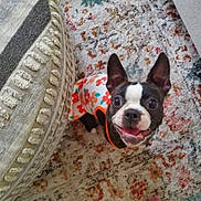 Coco joined the competition — help win amazing prizes! dog, boston_terrier, pet, smiling, floral_shirt, carpet, rug, indoor, cute, small_dog, animal, canine, happy, looking_up, ears_up, textile, cushion, patterned, floor, home