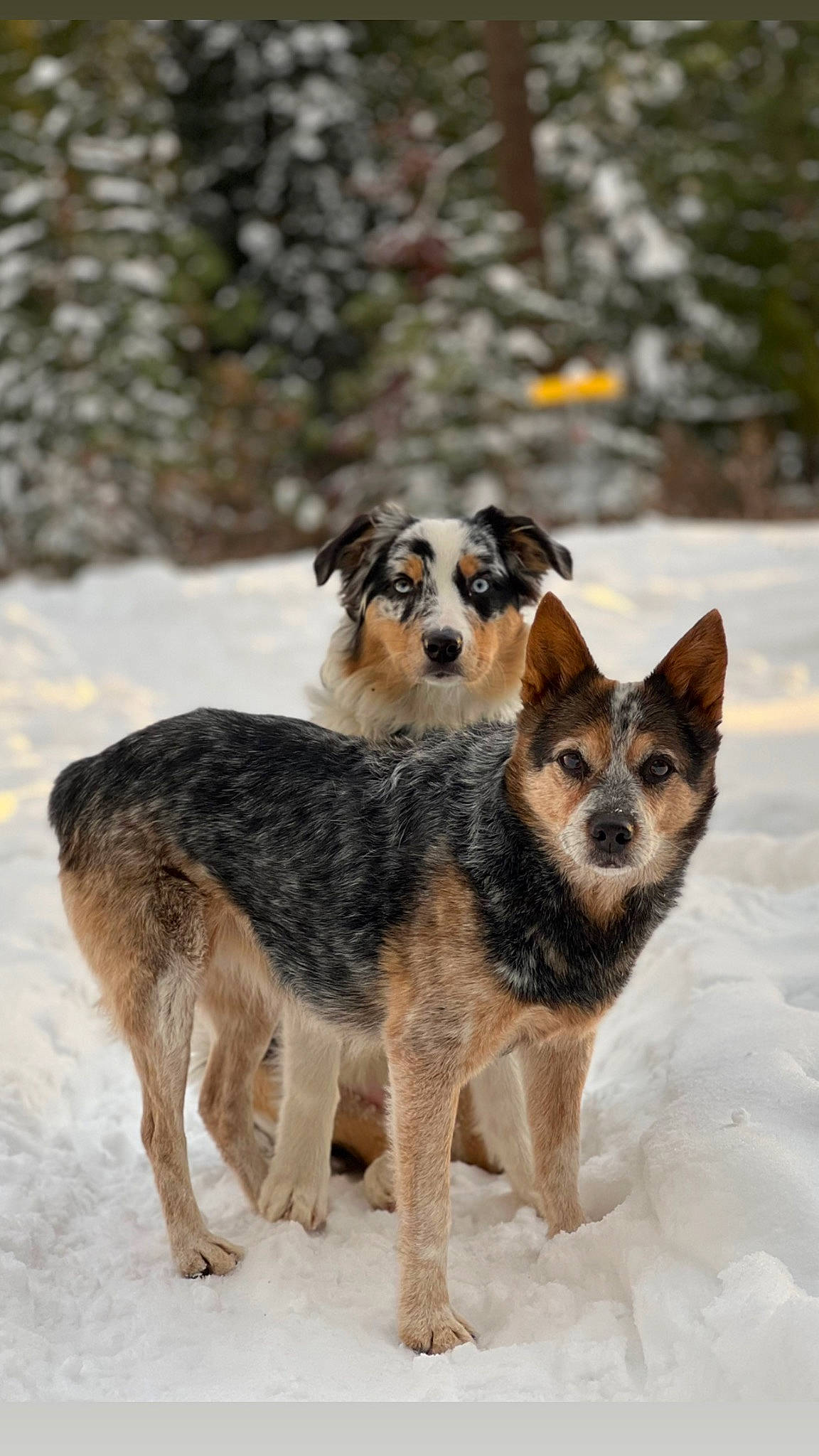 Wren is registered to the contest to win money with this photo: canidae, carlin_pinscher, carnivore, companion_dog, dog, dog_breed, fur, herding_dog, snout, snow, sporting_group, tail, terrestrial_animal, tree, winter, working_animal, working_dog