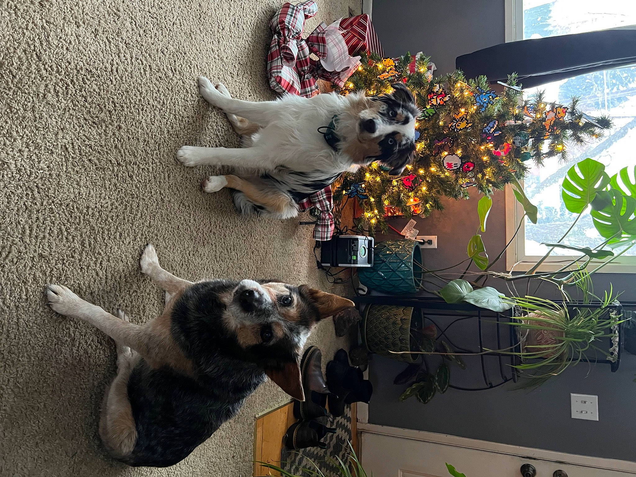 Wren joined the competition — help win amazing prizes! canidae, carnivore, companion_dog, dog, dog_breed, dog_supply, fawn, flower, flowerpot, fur, houseplant, non_sporting_group, pet_supply, photograph, plant, room, sporting_group, tail, working_animal