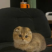 Oupie participe au concours pour gagner de l'argent avec cette photo : kitten, cat, scottish_fold, fur, sitting, chair, indoor, pet, cute, animal, furniture, whiskers, eyes, face, domestic, cozy, background, decor, cactus, cup