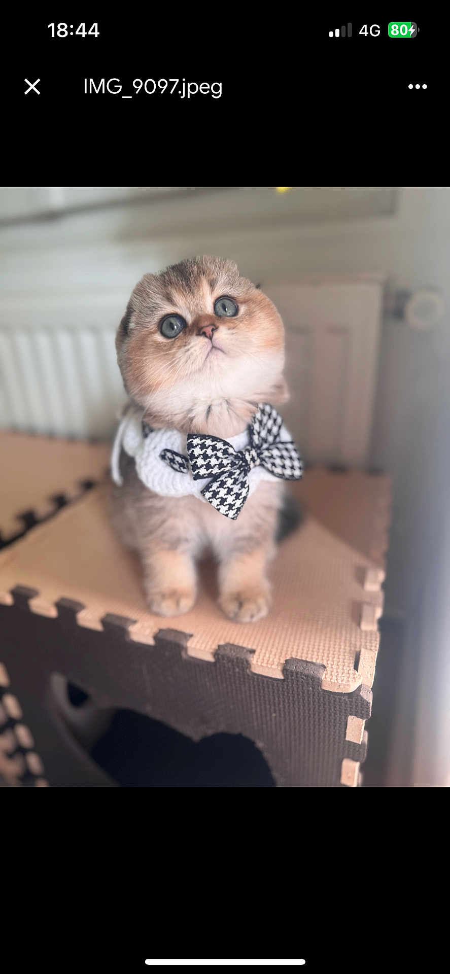Oupie a rejoint le concours — aidez-le/la à gagner de superbes lots ! kitten, cat, bow_tie, pet, cute, fluffy, indoor, foam_mat, soft_lighting, small_animal, looking_up, cozy, feline, domestic_animal, young, adorable, animal_portrait, sitting, curious, household