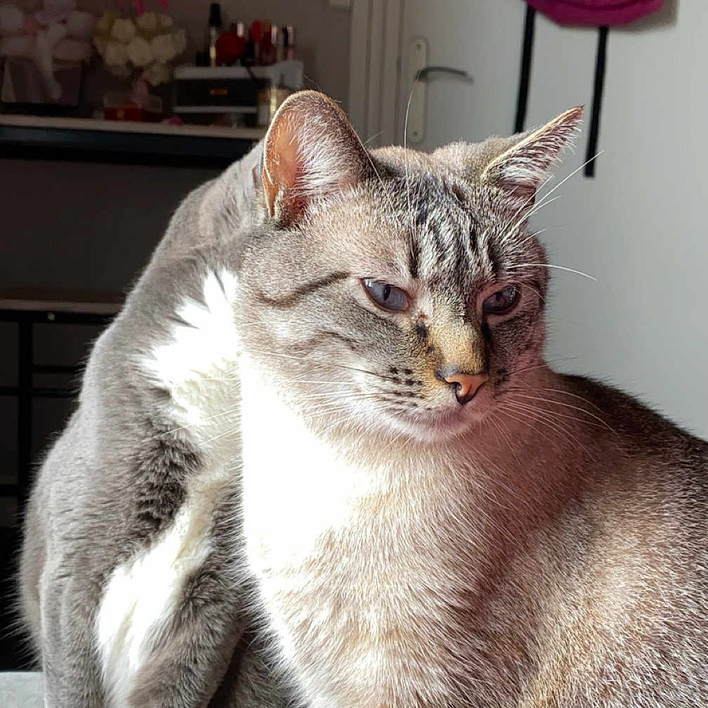 Samy a rejoint le concours — aidez-le/la à gagner de superbes lots ! abyssinian, accessories, animal, architecture, backpack, bag, building, cat, couch, furniture, handbag, homedecor, indoors, kitten, livingroom, manx, pet, purse, room, siamese