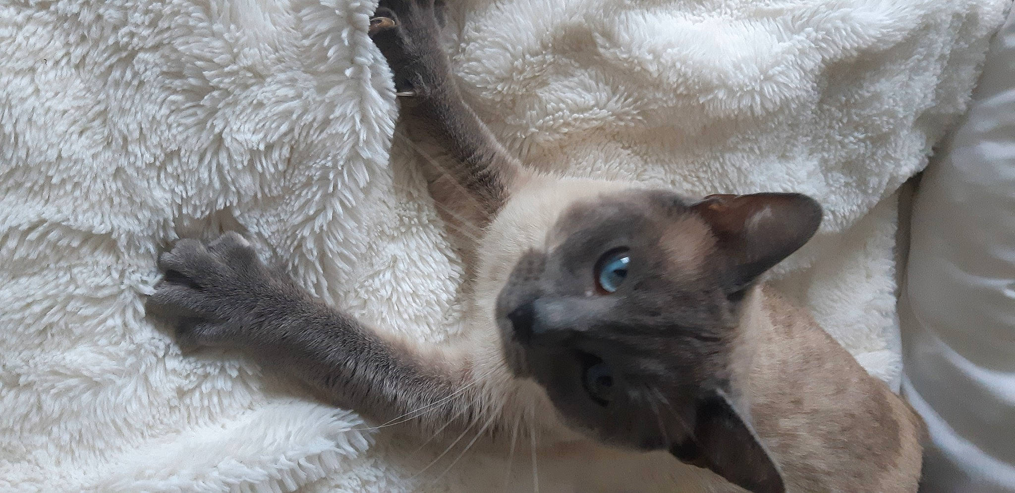 Plumette a rejoint le concours — aidez-le/la à gagner de superbes lots ! balinese, burmese, carnivore, cat, cornish_rex, fawn, felidae, german_rex, javanese, korat, mammal, nebelung, russian_blue, siamese, small_to_medium_sized_cats, snout, thai, tonkinese, vertebrate, whiskers