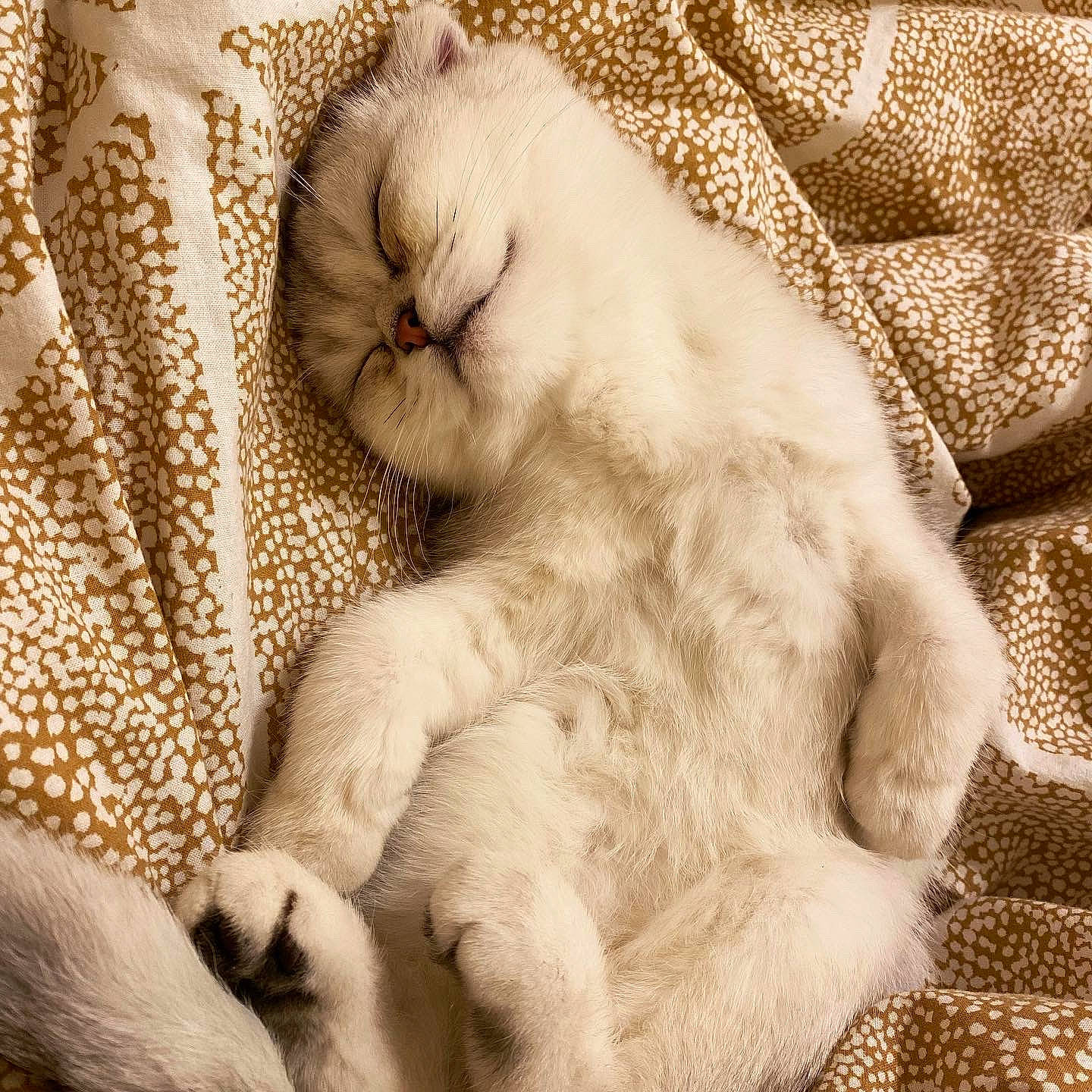 Brooklyn is registered to the contest to win money with this photo: carnivore, cat, claw, comfort, domestic_short_haired_cat, fawn, felidae, fur, linens, nap, paw, sleep, small_to_medium_sized_cats, snout, tail, terrestrial_animal, whiskers