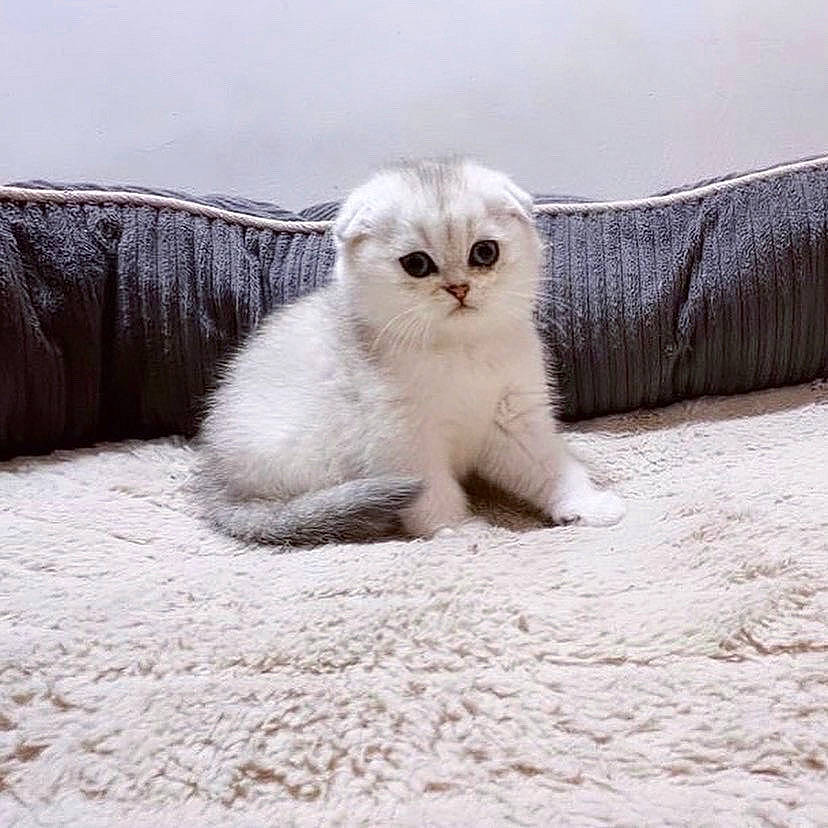 Brooklyn is registered to the contest to win money with this photo: carnivore, cat, claw, comfort, domestic_short_haired_cat, fawn, felidae, freezing, fur, paw, sky, small_to_medium_sized_cats, snout, snow, tail, terrestrial_animal, whiskers, winter