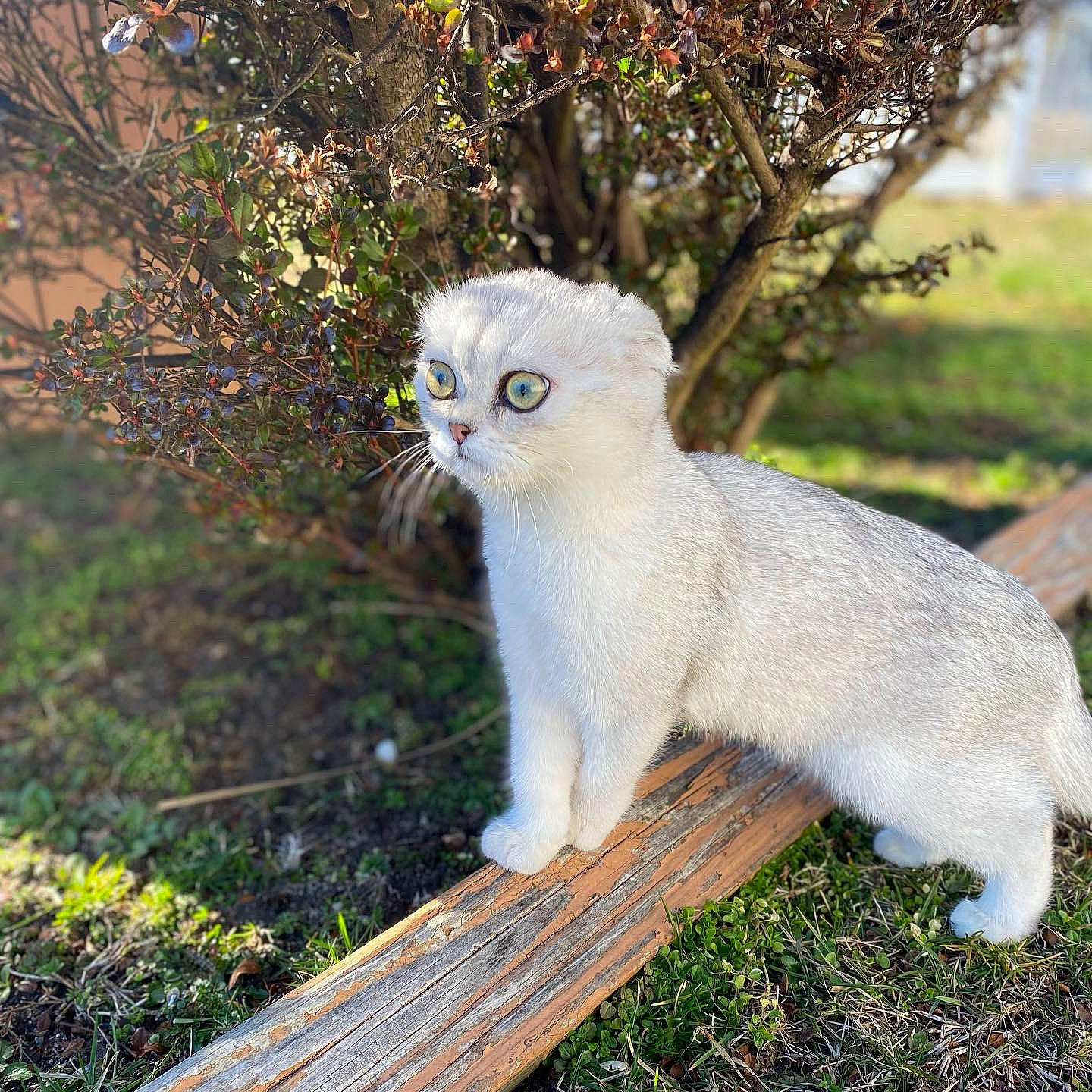 Brooklyn joined the competition — help win amazing prizes! art, carnivore, cat, domestic_short_haired_cat, eye, fawn, felidae, fur, grass, groundcover, plant, plant_stem, small_to_medium_sized_cats, snout, tail, terrestrial_animal, tree, twig, whiskers, wood