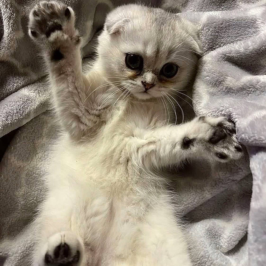 Brooklyn joined the competition — help win amazing prizes! carnivore, cat, claw, close_up, comfort, domestic_short_haired_cat, felidae, fur, paw, small_to_medium_sized_cats, snout, terrestrial_animal, whiskers