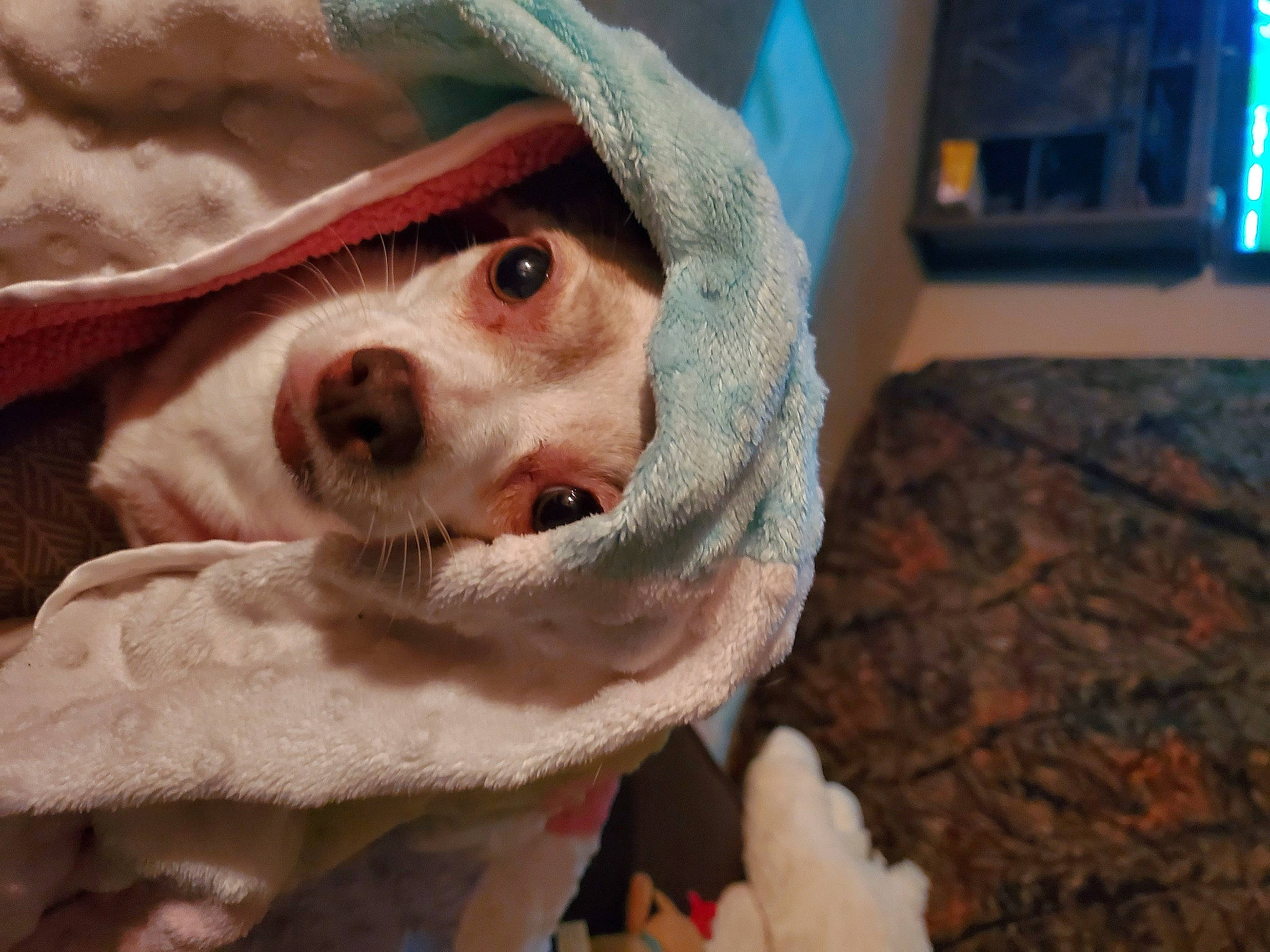 Cookie joined the competition — help win amazing prizes! canidae, carnivore, companion_dog, dog, dog_breed, fawn, fur, hat, non_sporting_group, puppy, snout, sporting_group, toy, whiskers, working_animal, wrinkle