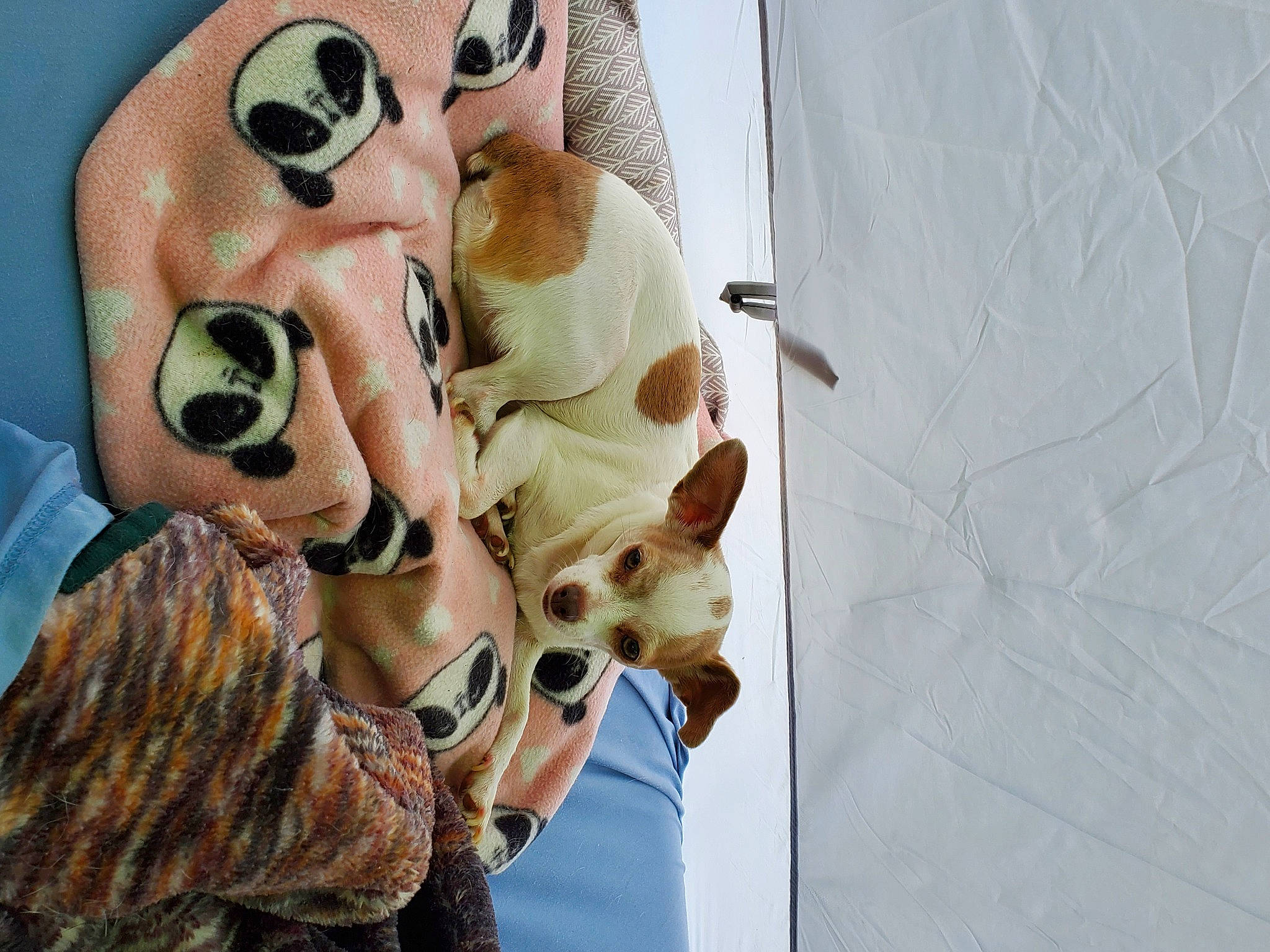 Cookie is registered to the contest to win money with this photo: canidae, companion_dog, dog_breed, eyewear, fashion_design, fawn, fun, fur, gesture, goggles, happy, plush, selfie, snout, sporting_group, stuffed_toy, sunglasses, textile, toy, vision_care