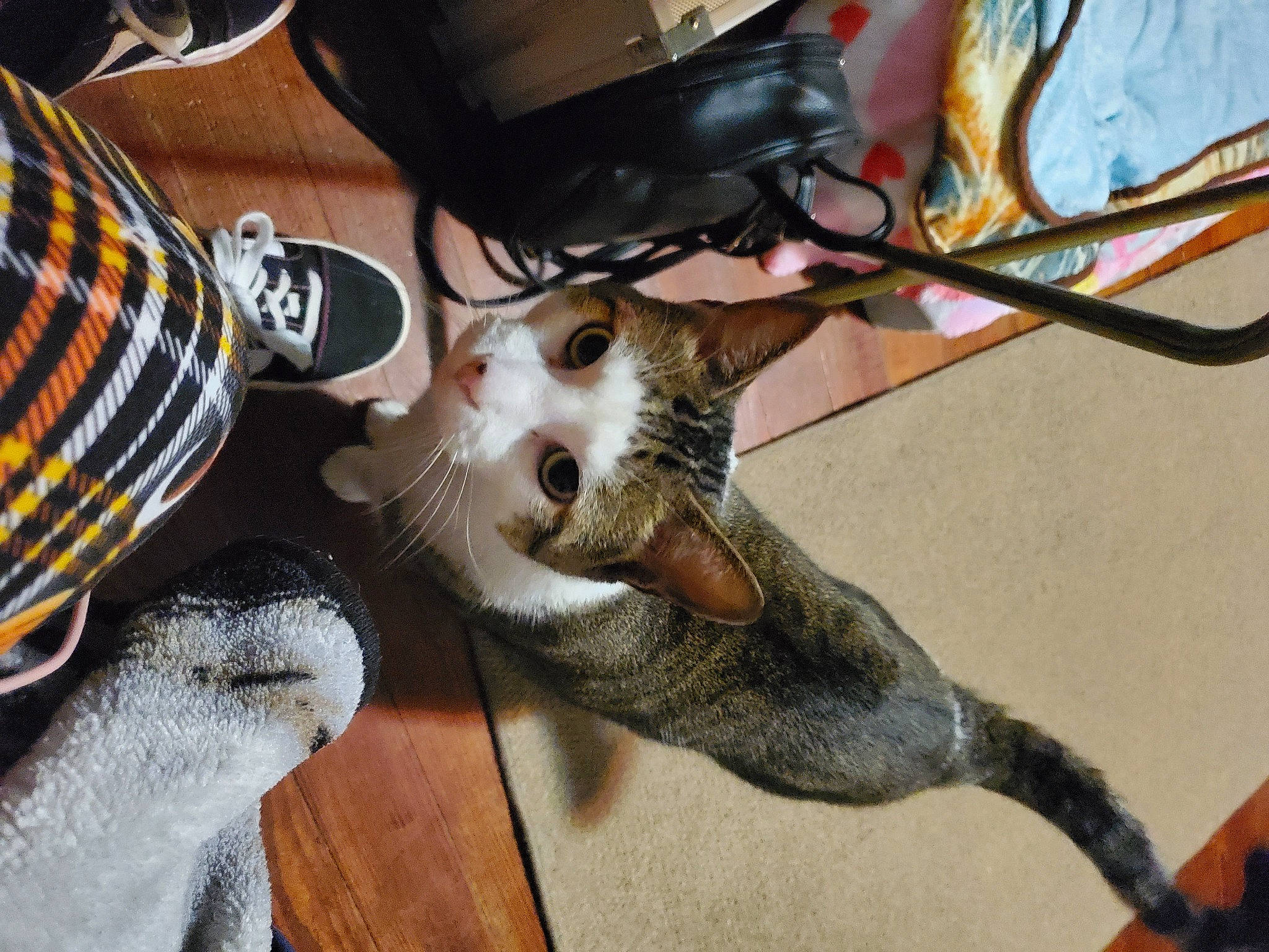 Boo joined the competition — help win amazing prizes! audio_equipment, cable, canidae, carnivore, companion_dog, dog_breed, domestic_short_haired_cat, electrical_wiring, fawn, felidae, fur, groupset, leash, paw, personal_protective_equipment, small_to_medium_sized_cats, sporting_group, tail, whiskers, wire