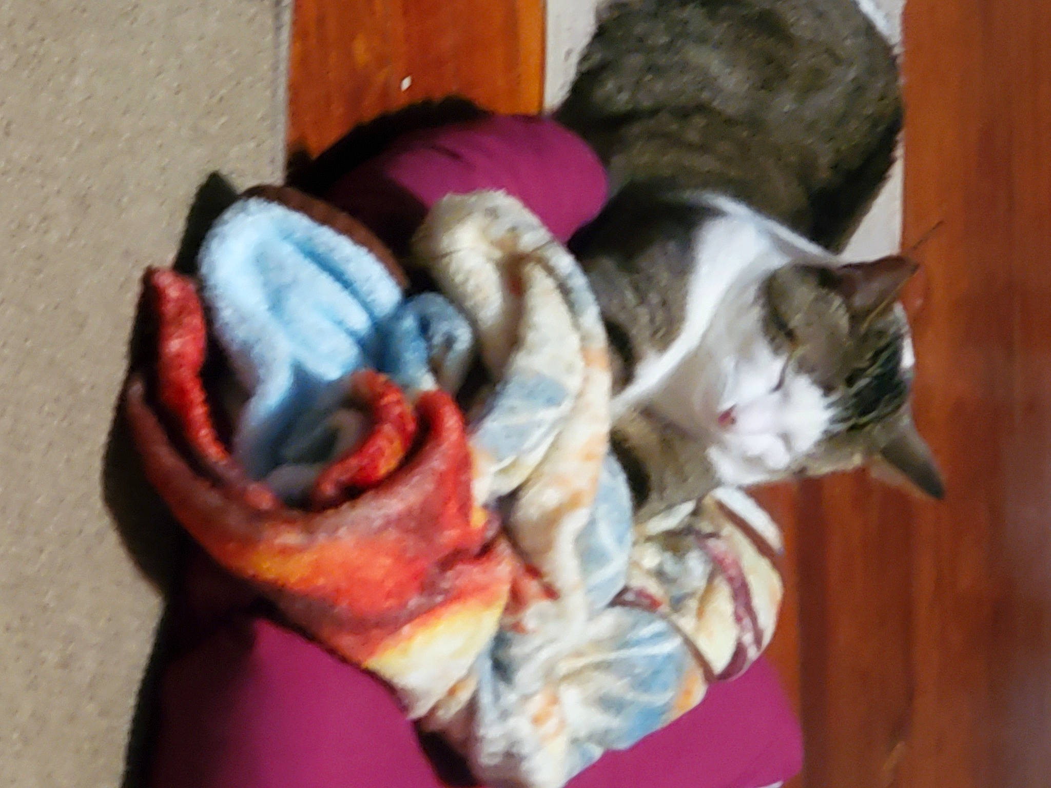 Boo joined the competition — help win amazing prizes! canidae, carmine, carnivore, cat, comfort, companion_dog, dog_breed, domestic_short_haired_cat, ear, fawn, felidae, fur, lap, paw, small_to_medium_sized_cats, snout, tail, whiskers, wood, wrinkle