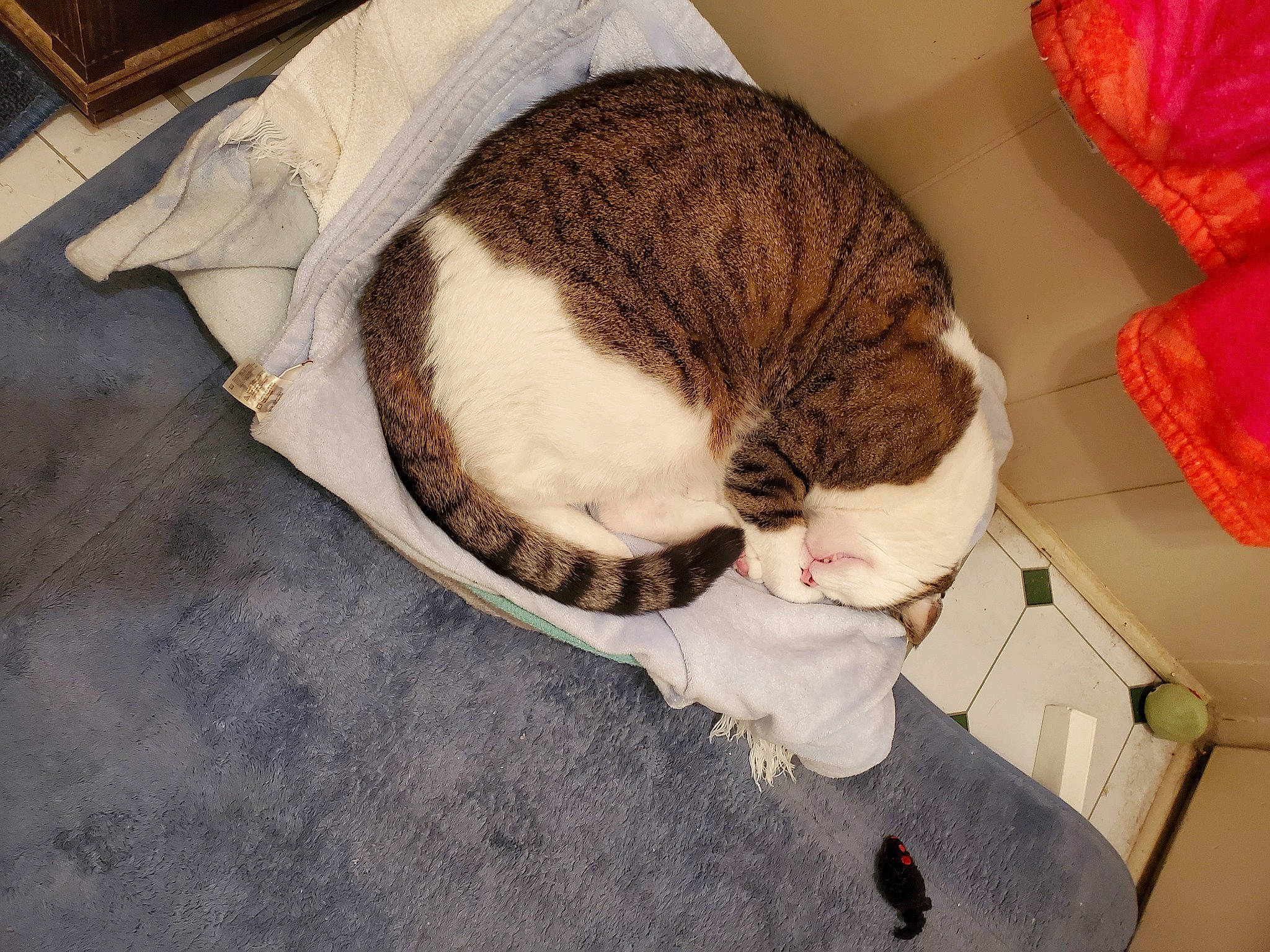 Boo is registered to the contest to win money with this photo: bag, carnivore, cat, cat_supply, comfort, domestic_short_haired_cat, fawn, felidae, flooring, fur, hat, linens, nap, pet_supply, plant, small_to_medium_sized_cats, tail, whiskers, wood, wool