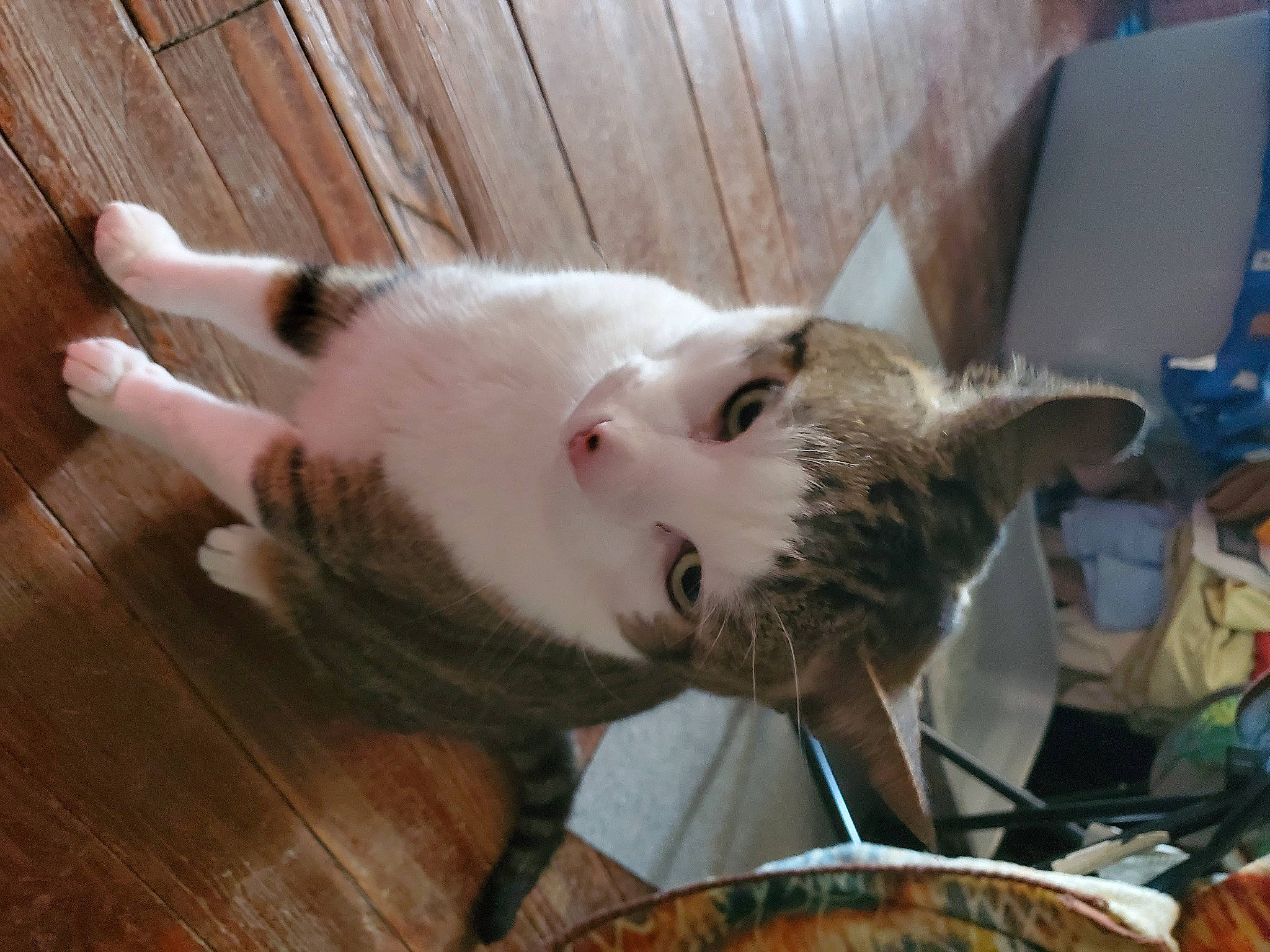 Boo is registered to the contest to win money with this photo: canidae, cat, claw, collar, companion_dog, dog_breed, domestic_short_haired_cat, fawn, felidae, fur, hardwood, paw, plank, small_to_medium_sized_cats, tail, whiskers, wood, wood_stain