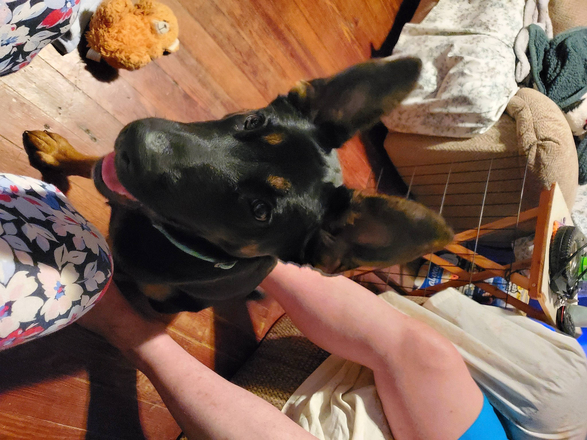 Angel is registered to the contest to win money with this photo: carnivore, collar, comfort, companion_dog, dog, dog_breed, dog_collar, fur, gesture, guard_dog, paw, sporting_group, toy_dog, wood, working_animal, working_dog